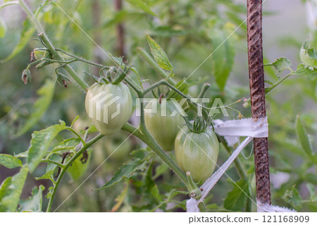 Unripe green tomatoes grown in a greenhouse. Gardening and agriculture. 121168909