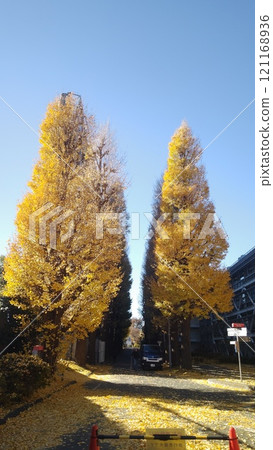 景觀與銀杏 景觀與銀杏 121168936