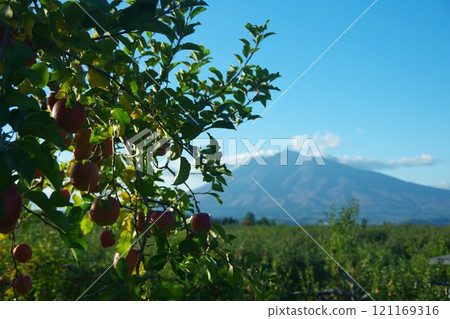 Mt. Iwaki and red apples in autumn 121169316