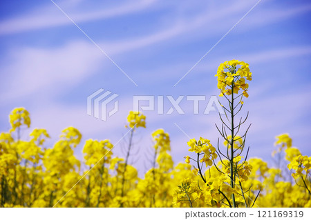 油菜花開向藍天 121169319