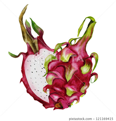 Dragon fruit, pitaya. Realistic watercolor painting. Composition of exotic fruits of the pitahaya cactus. Clip art isolated on white background. For the design of a vegetarian restaurant menu and Dragon fruit, pitaya. Realistic watercolor painting. Composition of exotic fruits of the pitahaya cactus. Clip art isolated on white background. For the design of a vegetarian restaurant menu and 121169415