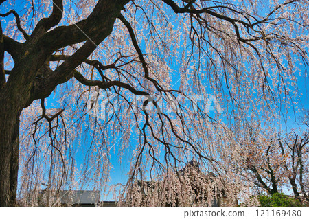 Weeping cherry blossoms at Honmanji Temple, Kyoto (Kamigyo Ward, Kyoto City, Kyoto Prefecture) 121169480