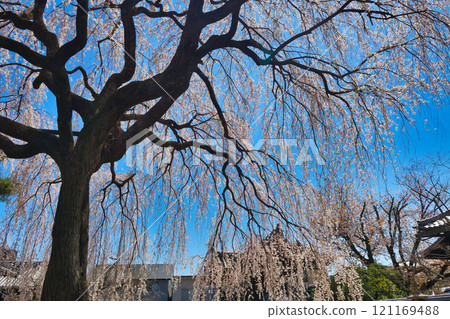 Weeping cherry blossoms at Honmanji Temple, Kyoto (Kamigyo Ward, Kyoto City, Kyoto Prefecture) 121169488