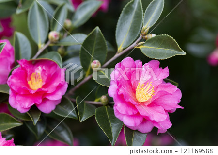 茶梅 茶梅 121169588