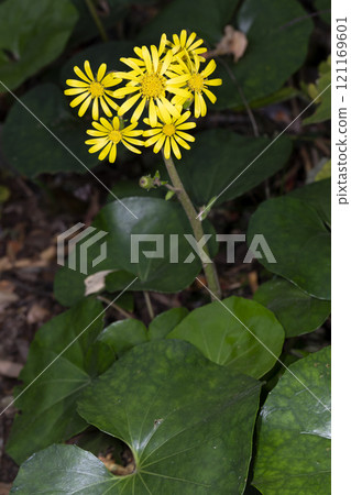 大吳風草 121169601