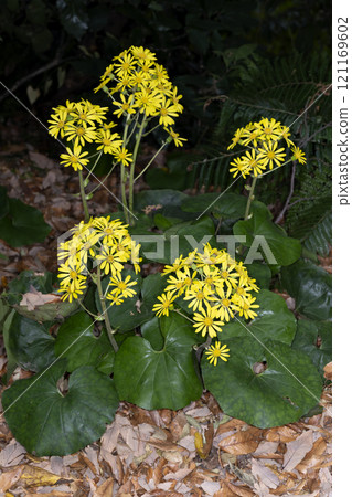 Tsuwabuki Tsuwabuki 121169602