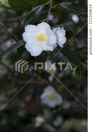 Camellia 121169614