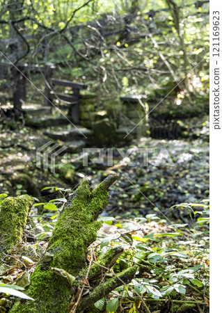 A close-up of a mossy tree root in a lush, green forest. The image captures the intricate details of the moss-covered root and the peaceful atmosphere of the forest. 121169623