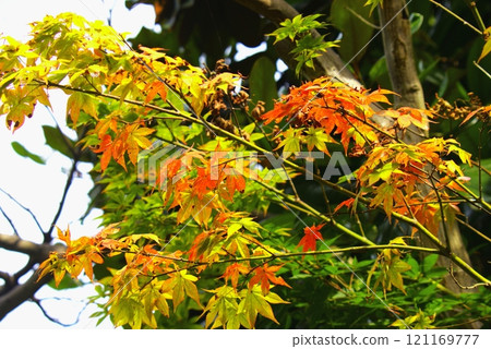 Autumn leaves Autumn leaves 121169777