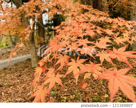 改變葉子的Momiji 改變葉子的Momiji 121169807
