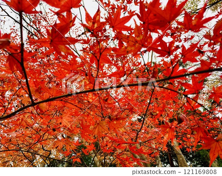 鮮紅的秋葉 鮮紅的秋葉 121169808