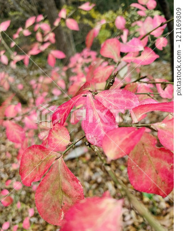 秋天的粉紅色葉子 秋天的粉紅色葉子 121169809