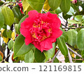 red camellia flower 121169815