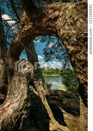 Summer River Landscape Lake. Twisted Pine Trees On River Bank. Nature Reserve. Nature Lake River Background. Calmness And Tranquility. Bold Blue Sky 121169892