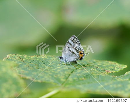 富士Midorishigimi 富士Midorishigimi 121169897