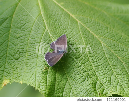 富士Midorishigimi 富士Midorishigimi 121169901