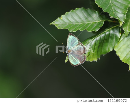 Hisamatsu midorisimi Hisamatsu midorisimi 121169972