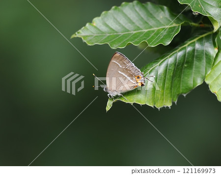 Hisamatsu midorisimi Hisamatsu midorisimi 121169973