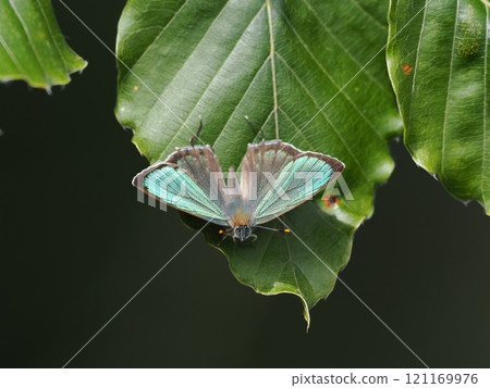 Hisamatsu midorisimi Hisamatsu midorisimi 121169976