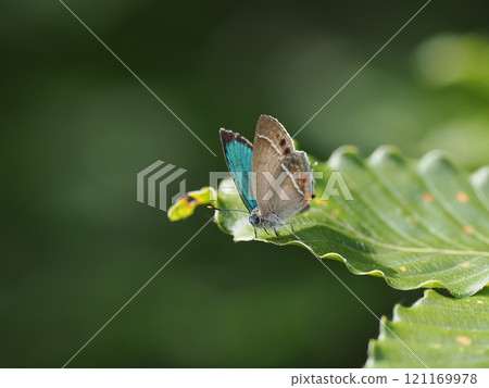 Hisamatsu midorisimi Hisamatsu midorisimi 121169978