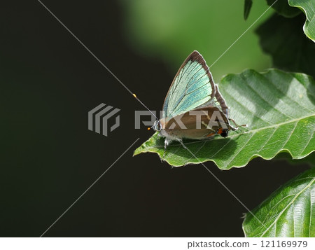 Hisamatsu midorisimi Hisamatsu midorisimi 121169979