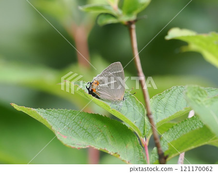 Hayashi Midorishigimi Hayashi Midorishigimi 121170062