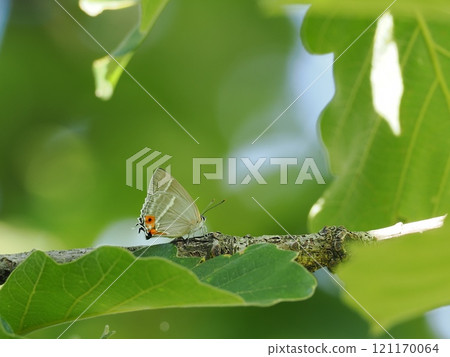 Hayashi Midorishigimi 121170064