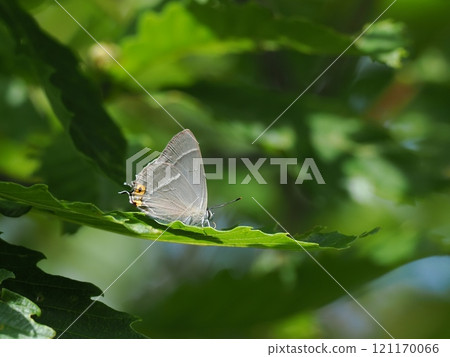 Hayashi Midorishigimi 121170066