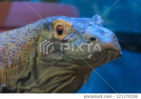 秋季愛知縣東山動物園和植物園的科莫多龍 121170106