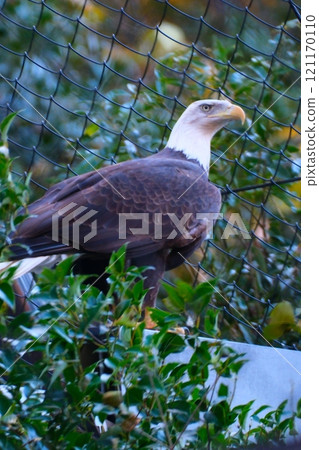 Bald eagle at Aichi Higashiyama Zoo and Botanical Gardens in autumn 121170110
