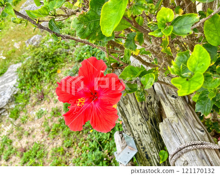 Beautiful red hibiscus 121170132