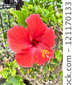 Close-up of a red hibiscus 121170133