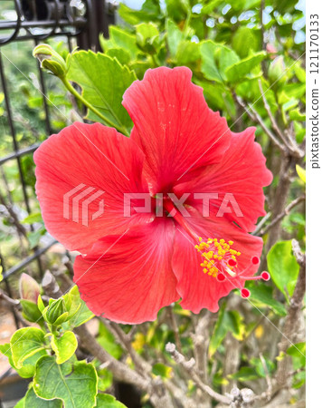 Close-up of a red hibiscus Close-up of a red hibiscus 121170133