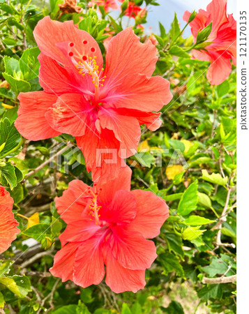 Red hibiscus 121170135