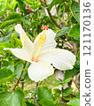 Beautiful white hibiscus 121170136
