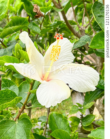 美麗的白芙蓉 美麗的白芙蓉 121170136