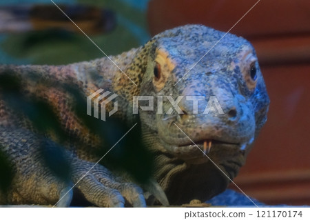 秋季愛知縣東山動物園和植物園的科莫多龍 121170174