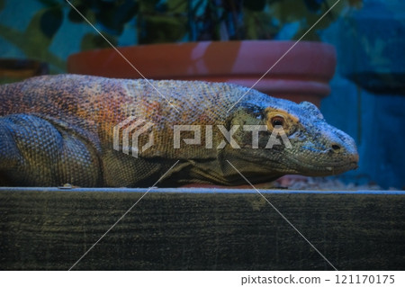 Komodo dragon at Higashiyama Zoo and Botanical Gardens in Aichi Prefecture in autumn Komodo dragon at Higashiyama Zoo and Botanical Gardens in Aichi Prefecture in autumn 121170175