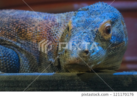 秋季愛知縣東山動物園和植物園的科莫多龍 121170176