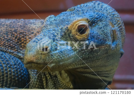 秋季愛知縣東山動物園和植物園的科莫多龍 121170180