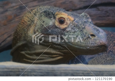 Komodo dragon at Higashiyama Zoo and Botanical Gardens in Aichi Prefecture in autumn 121170190