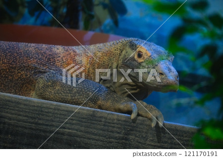 秋季愛知縣東山動物園和植物園的科莫多龍 121170191