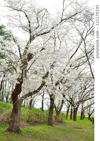 Cherry blossoms at Bentengata Park (Niigata Prefecture) Cherry blossoms at Bentengata Park (Niigata Prefecture) 121170195