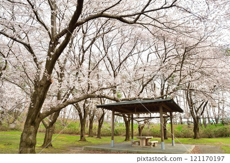 Cherry blossoms at Bentengata Park (Niigata Prefecture) Cherry blossoms at Bentengata Park (Niigata Prefecture) 121170197