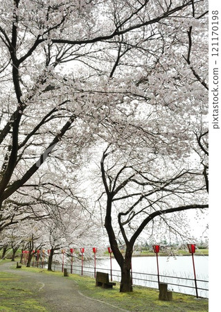 弁登方風景公園的櫻花(新潟縣) 弁登方風景公園的櫻花(新潟縣) 121170198