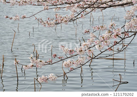 弁登方風景公園的櫻花(新潟縣) 弁登方風景公園的櫻花(新潟縣) 121170202