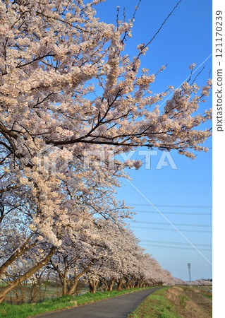 Cherry blossoms at Kajigawa Riverside Park (Niigata Prefecture) 121170239