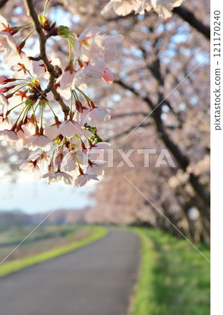 Cherry blossoms at Kajigawa Riverside Park (Niigata Prefecture) 121170240
