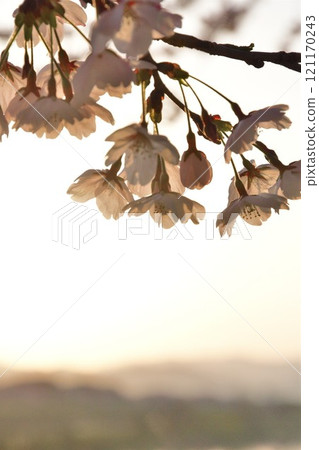 Cherry blossoms at Kajigawa Riverside Park (Niigata Prefecture) 121170243