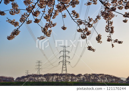 Cherry blossoms at Kajigawa Riverside Park (Niigata Prefecture) 121170244